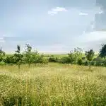 green grass field under blue sky during daytime